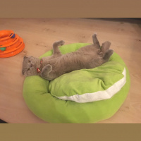 Scottish Fold, Kedi  Smokey fotoğrafı