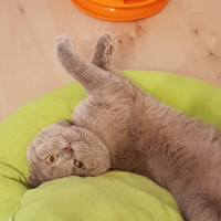 Scottish Fold, Kedi  Smokey fotoğrafı
