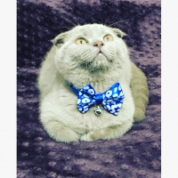 Scottish Fold, Kedi  Smokey fotoğrafı