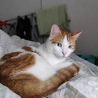 Sarman, Kedi  Sarı fotoğrafı