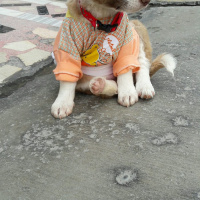 Labrador Retriever, Köpek  Karamel fotoğrafı