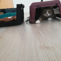 Tekir Kedi, Kedi  Tigris fotoğrafı