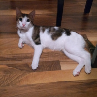 Tekir Kedi, Kedi  Simba fotoğrafı