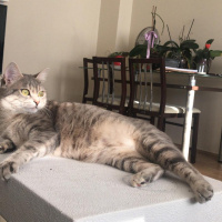 Tekir Kedi, Kedi  Portakal fotoğrafı