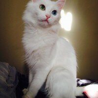 Van Kedisi, Kedi  Pinky fotoğrafı