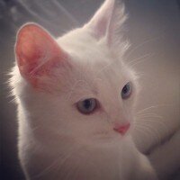 Van Kedisi, Kedi  Pinky fotoğrafı