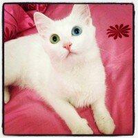 Van Kedisi, Kedi  Pinky fotoğrafı