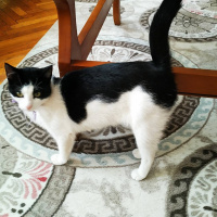 Bombay, Kedi  Ares fotoğrafı