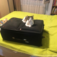 Tekir Kedi, Kedi  BONCUK fotoğrafı
