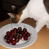 Tekir Kedi, Kedi  BONCUK fotoğrafı