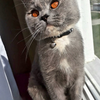 British Shorthair, Kedi  Mira fotoğrafı