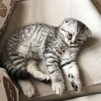 Scottish Fold, Kedi  Sherlock fotoğrafı