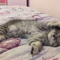 Scottish Fold, Kedi  Sherlock fotoğrafı