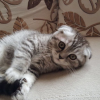 Scottish Fold, Kedi  Sherlock fotoğrafı