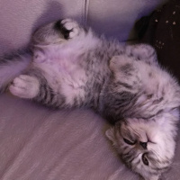 Scottish Fold, Kedi  Sherlock fotoğrafı
