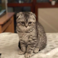 Scottish Fold, Kedi  Sherlock fotoğrafı