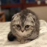 Scottish Fold, Kedi  Sherlock fotoğrafı