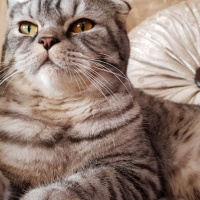 Scottish Fold, Kedi  Sherlock fotoğrafı