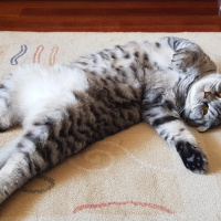 Scottish Fold, Kedi  Sherlock fotoğrafı
