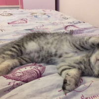 Scottish Fold, Kedi  Sherlock fotoğrafı