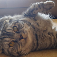 Scottish Fold, Kedi  Sherlock fotoğrafı
