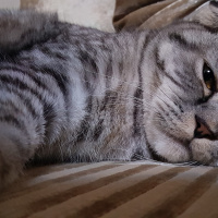 Scottish Fold, Kedi  Sherlock fotoğrafı