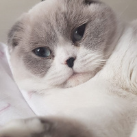 Scottish Fold, Kedi  Sherlock fotoğrafı