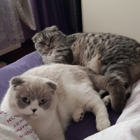 Scottish Fold, Kedi  Sherlock fotoğrafı