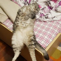 Scottish Fold, Kedi  Sherlock fotoğrafı
