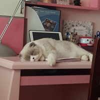 Scottish Fold, Kedi  Sherlock fotoğrafı