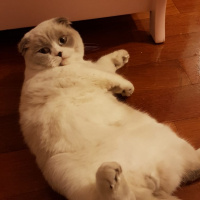 Scottish Fold, Kedi  Sherlock fotoğrafı