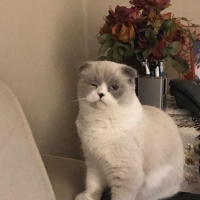 Scottish Fold, Kedi  Sherlock fotoğrafı