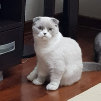 Scottish Fold, Kedi  Sherlock fotoğrafı