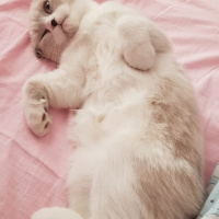 Scottish Fold, Kedi  Sherlock fotoğrafı
