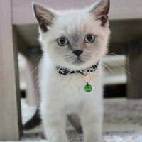 British Shorthair, Kedi  hera fotoğrafı