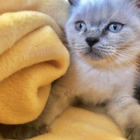 British Shorthair, Kedi  hera fotoğrafı