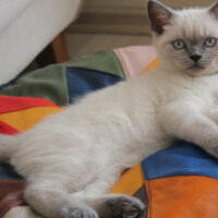 British Shorthair, Kedi  hera fotoğrafı