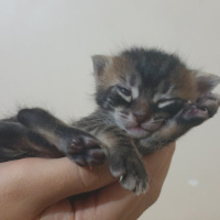 Tekir Kedi, Kedi  Fasulyeler fotoğrafı
