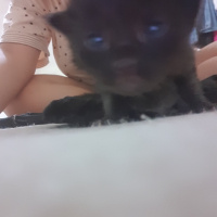 Tekir Kedi, Kedi  Fasulyeler fotoğrafı