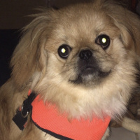 Pekingese, Köpek  Leon fotoğrafı