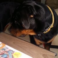 Rottweiler, Köpek  Kral fotoğrafı