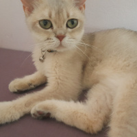 British Shorthair, Kedi  Mia fotoğrafı