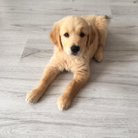 Golden Retriever, Köpek  Bal fotoğrafı