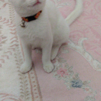 Van Kedisi, Kedi  Prens fotoğrafı