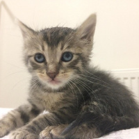 Tekir Kedi, Kedi  Küllaç fotoğrafı