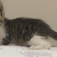 Tekir Kedi, Kedi  Marul fotoğrafı
