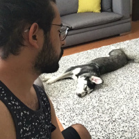 Sibirya Kurdu (Husky), Köpek  Mina fotoğrafı