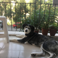 Sibirya Kurdu (Husky), Köpek  Mina fotoğrafı