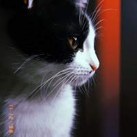 Tuxedo (Smokin) Kedi, Kedi  Zeytin fotoğrafı
