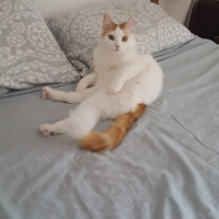 Tekir Kedi, Kedi  Pamuk, Nele fotoğrafı